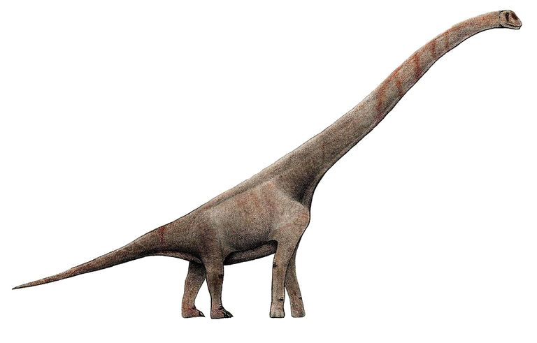 Sauropod Picture Download HQ PNG Transparent PNG Image