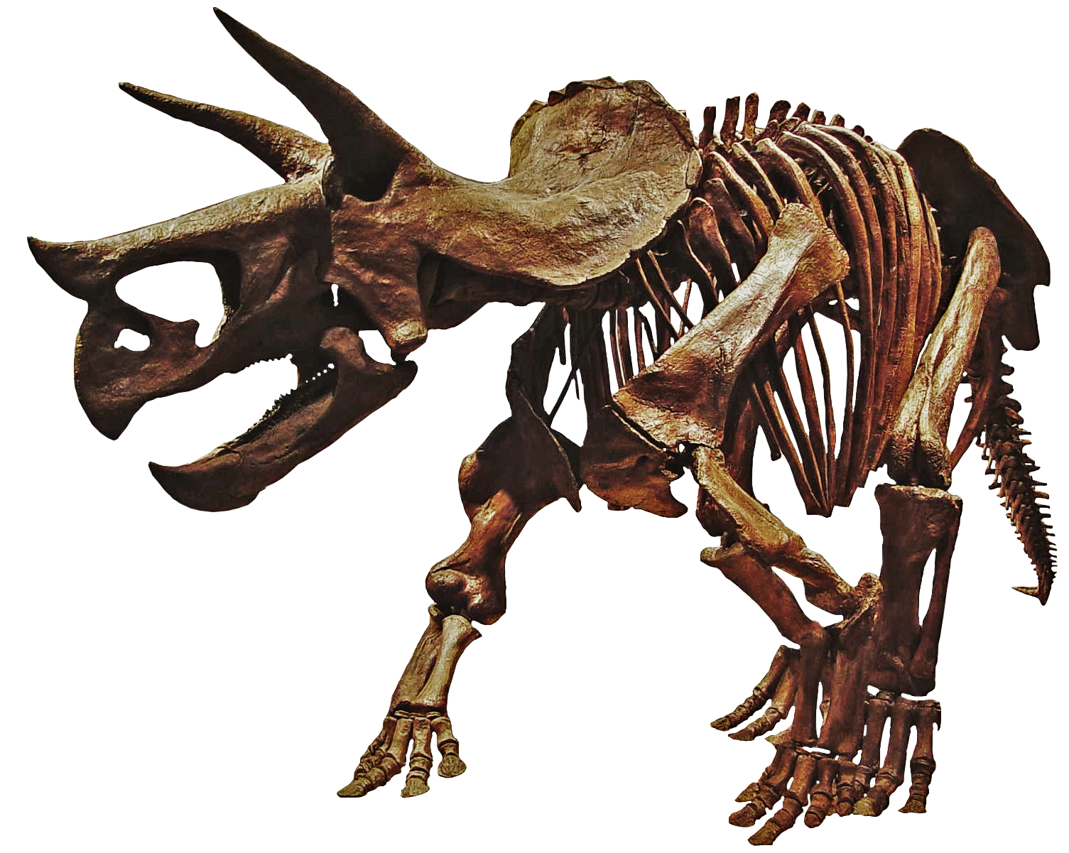 Triceratop Download Image Free Download Image Transparent PNG Image