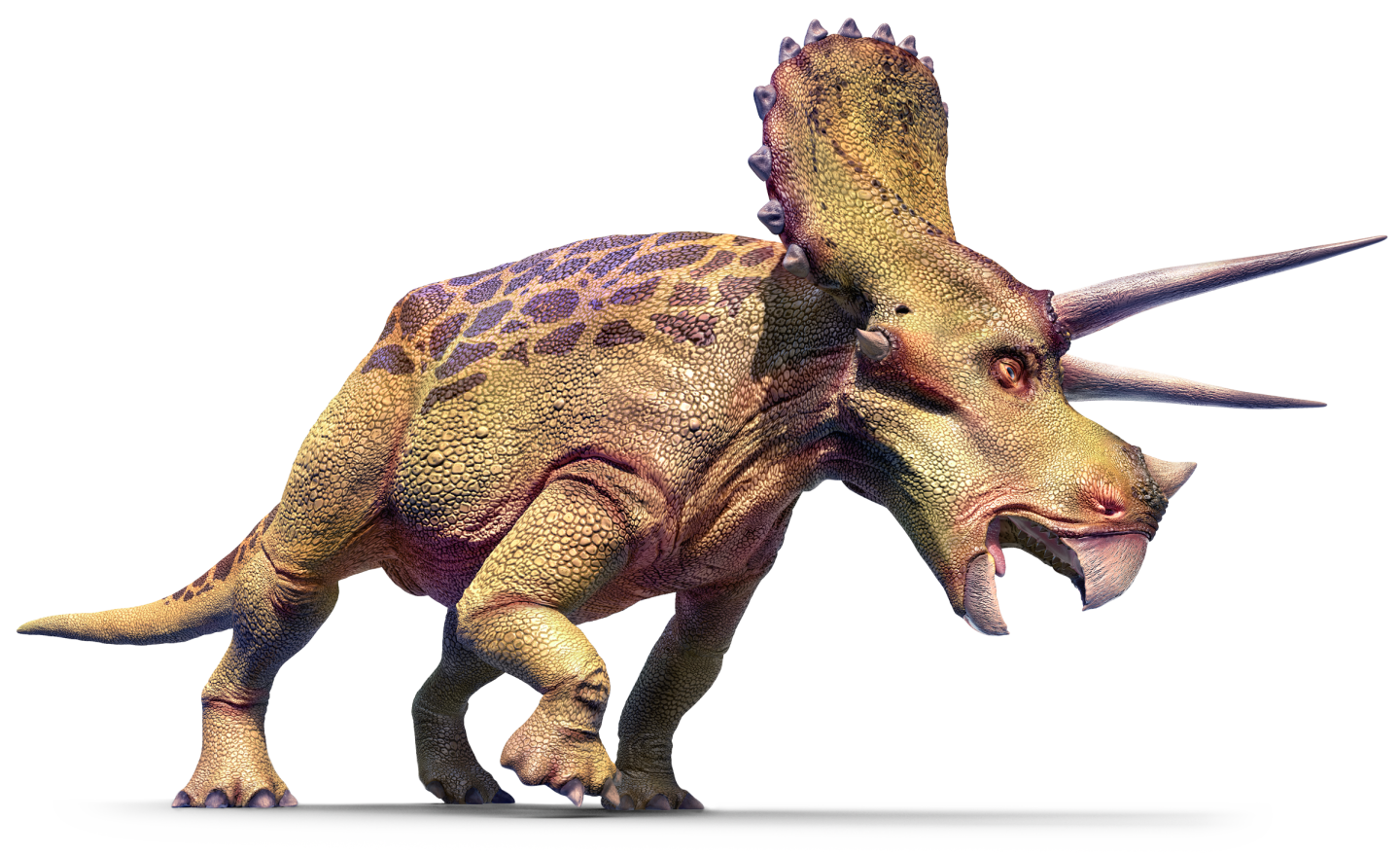 Triceratop Image Free Clipart HD Transparent PNG Image