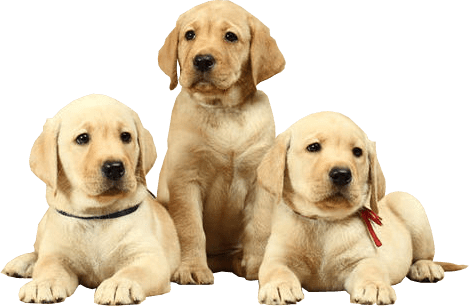 Labrador Free Download Image Transparent PNG Image