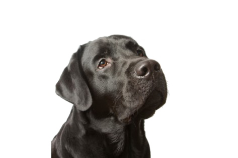 Labrador Picture HQ Image Free PNG Transparent PNG Image