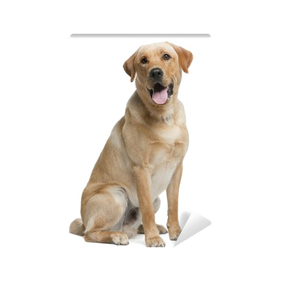 Labrador Picture Download HQ PNG Transparent PNG Image