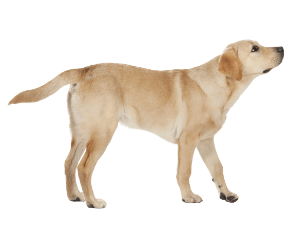 Labrador Download HQ PNG Transparent PNG Image