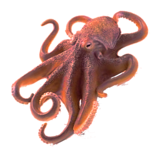 Octopus Free Png Image Transparent PNG Image