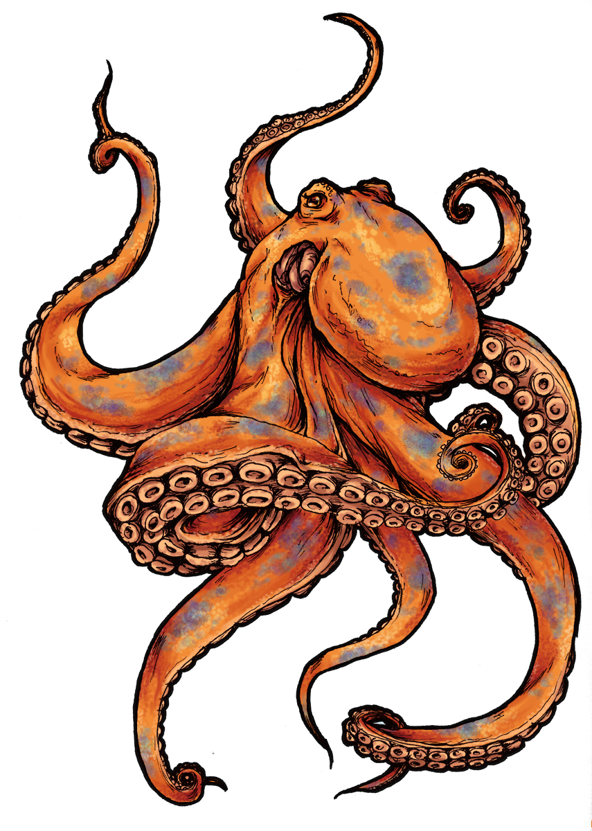 Octopus Picture Transparent PNG Image