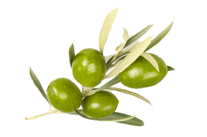 Olive Image Transparent PNG Image