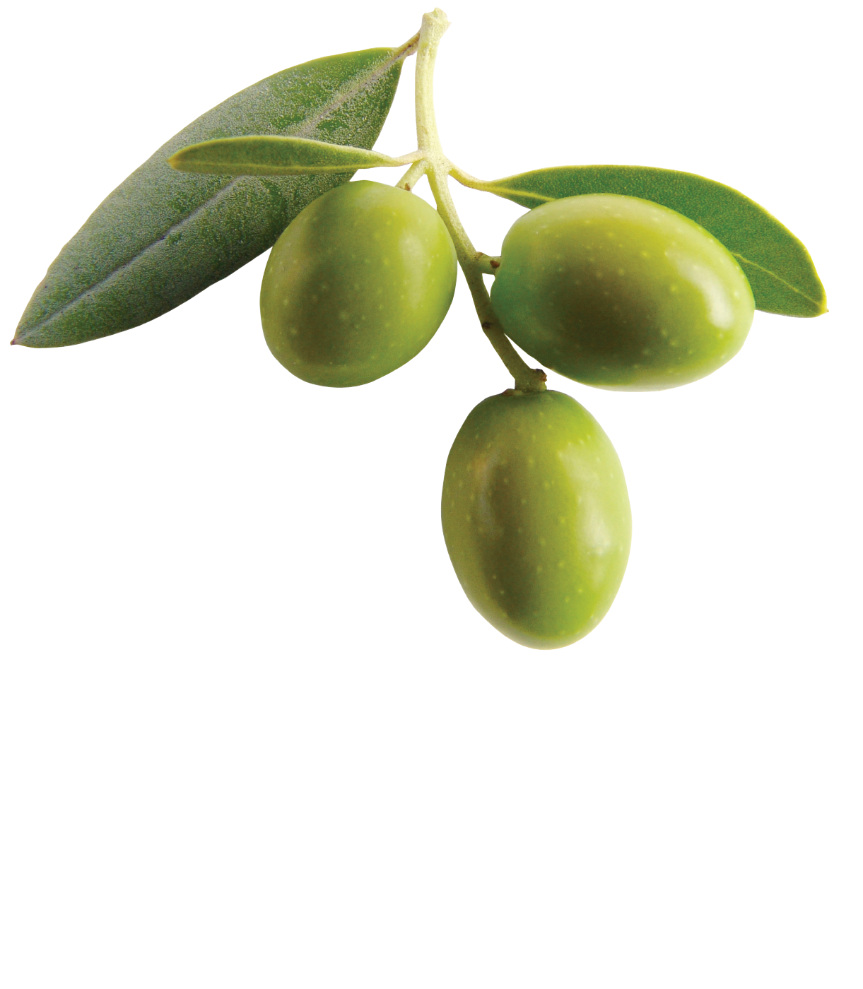 Olive Clipart Transparent PNG Image