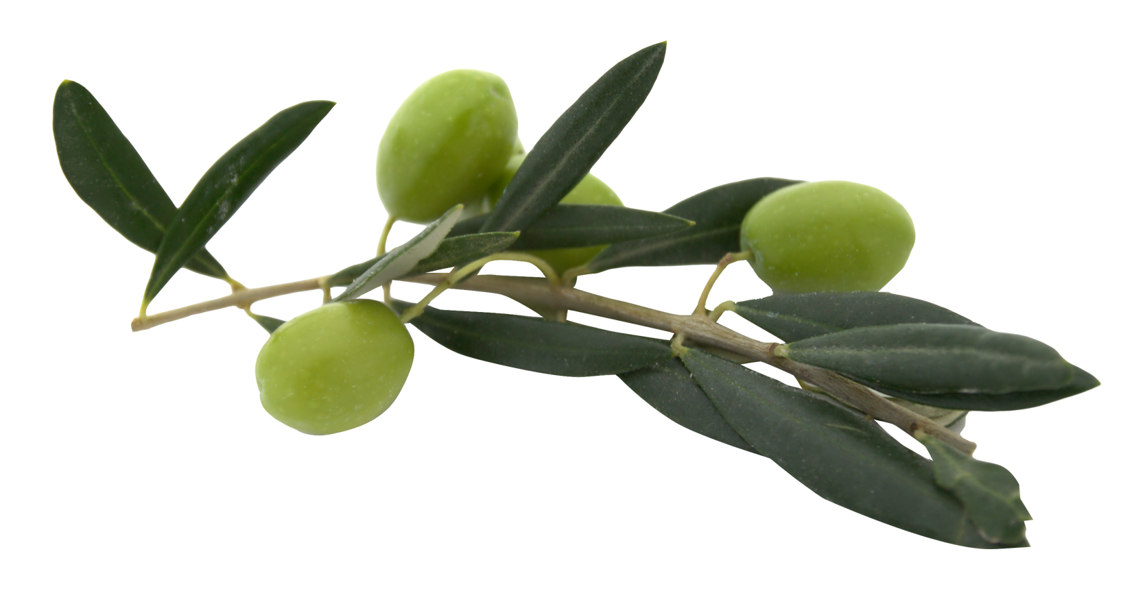 Olive File Transparent PNG Image