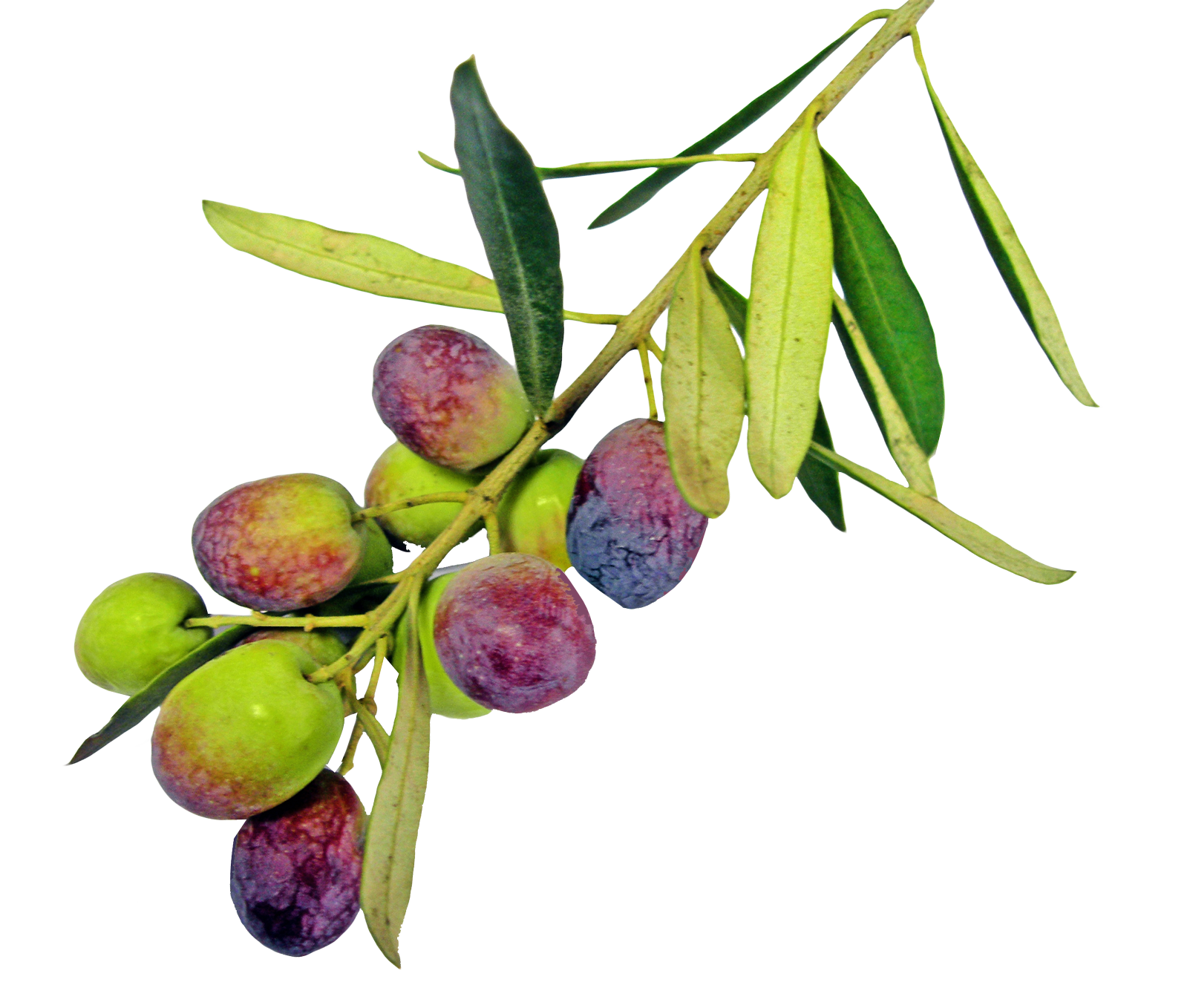 Olive Transparent PNG Image