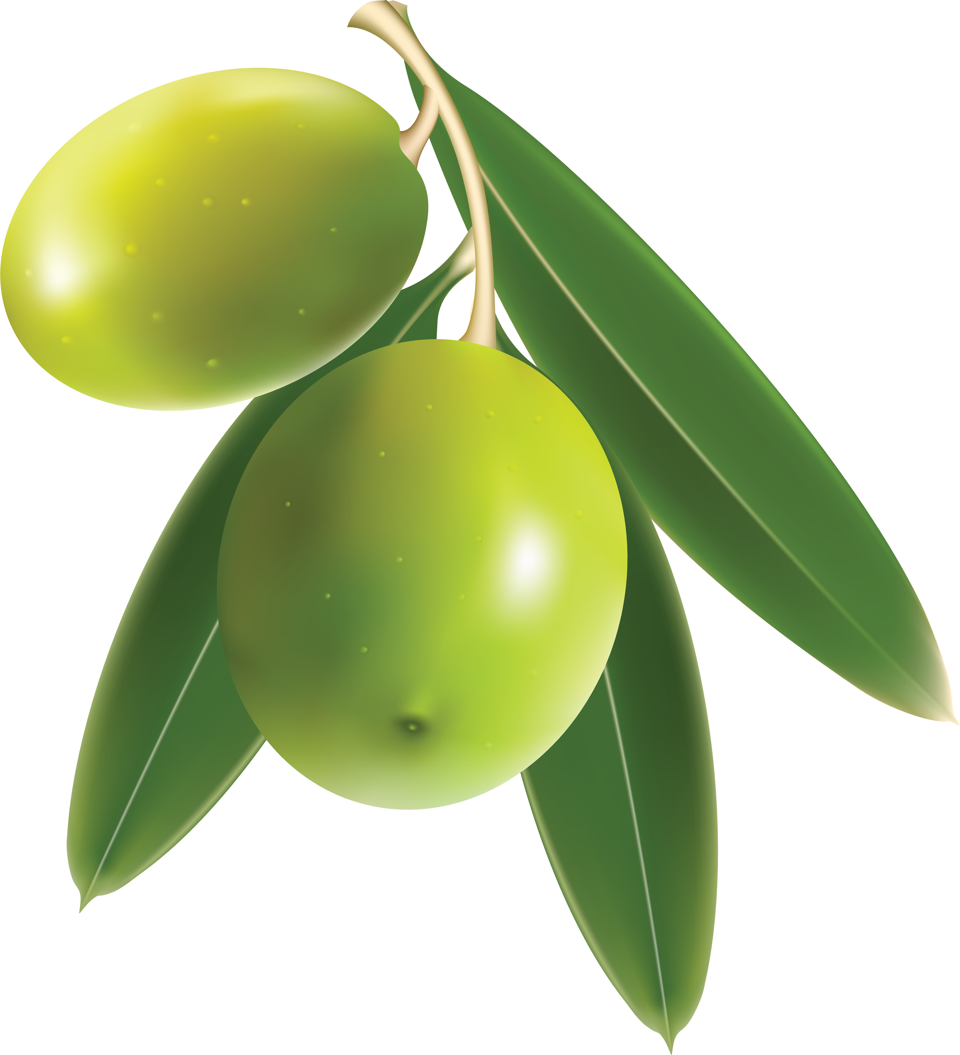 Olive Transparent Transparent PNG Image