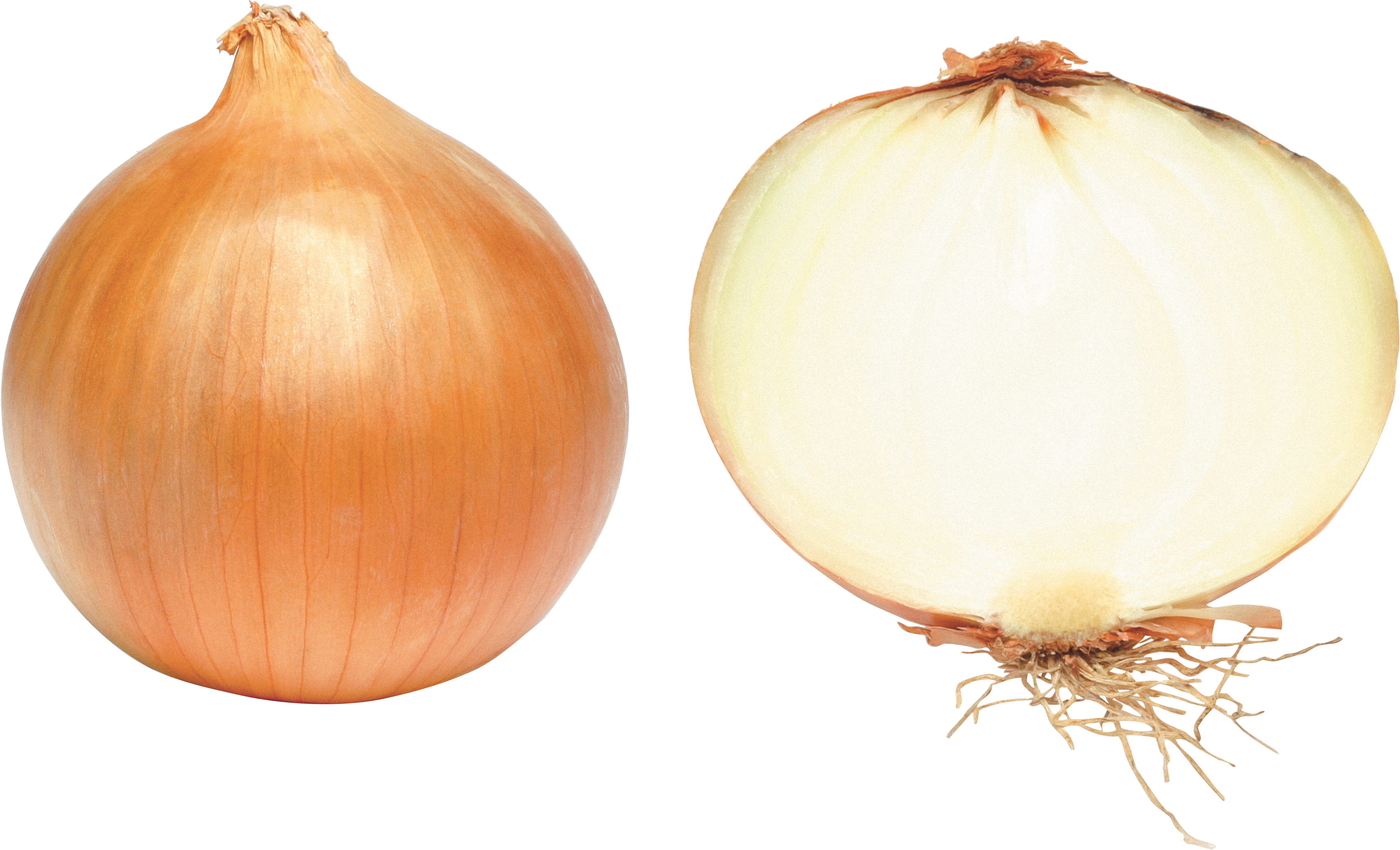 Brown Slice Onion PNG Download Free Transparent PNG Image