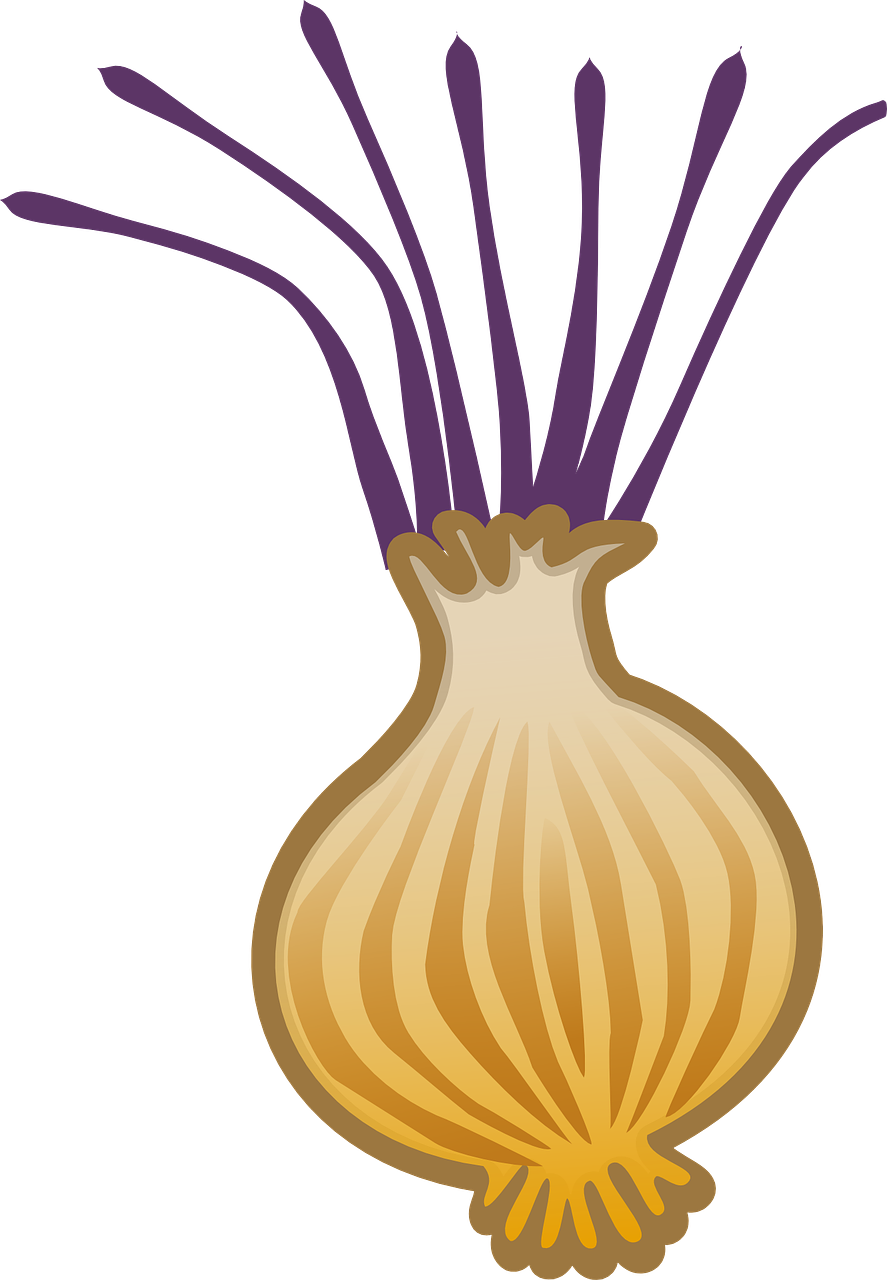 Brown Vector Onion Free Download PNG HD Transparent PNG Image