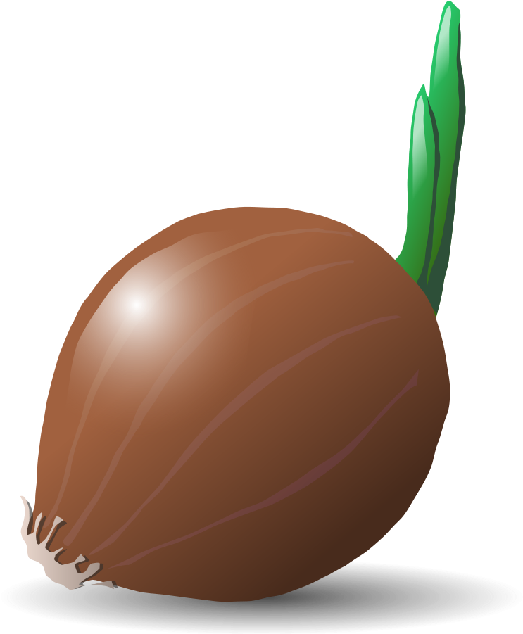 Brown Vector Onion Photos PNG Download Free Transparent PNG Image