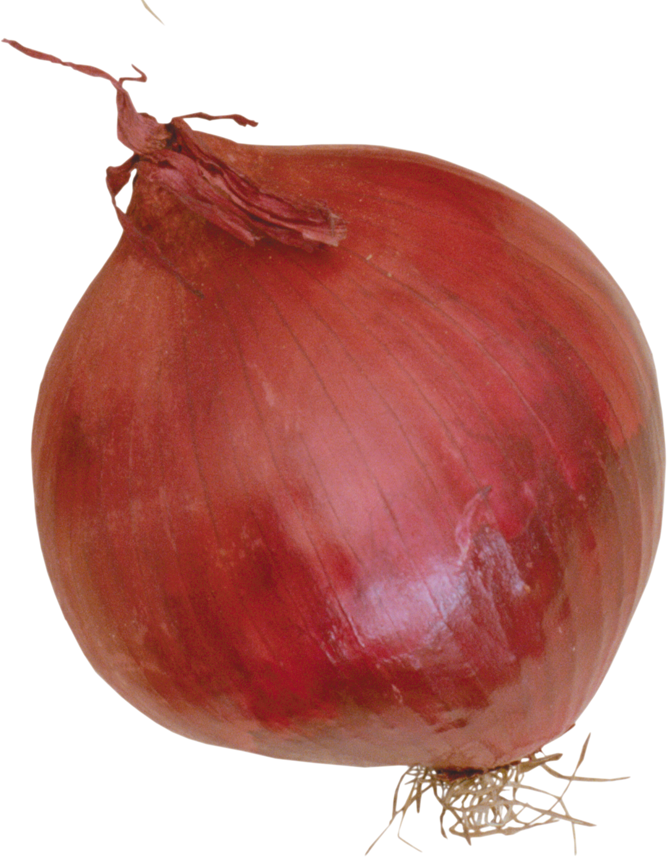 Onion Free Photo Transparent PNG Image