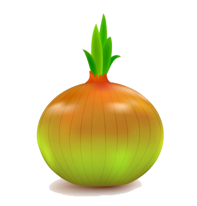 Onion Vector File Transparent PNG Image