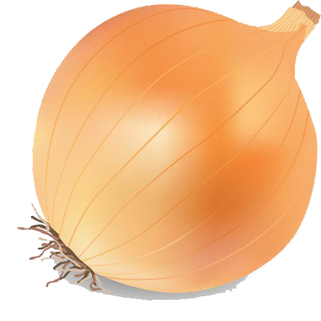 Onion Vector Transparent Image Transparent PNG Image