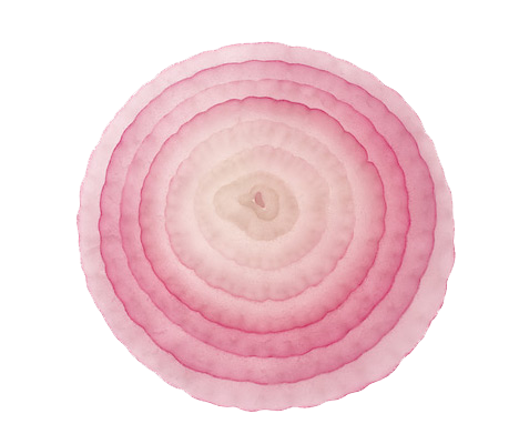 Onion Slice File Transparent PNG Image