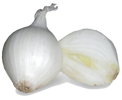 White Onion Image Transparent PNG Image