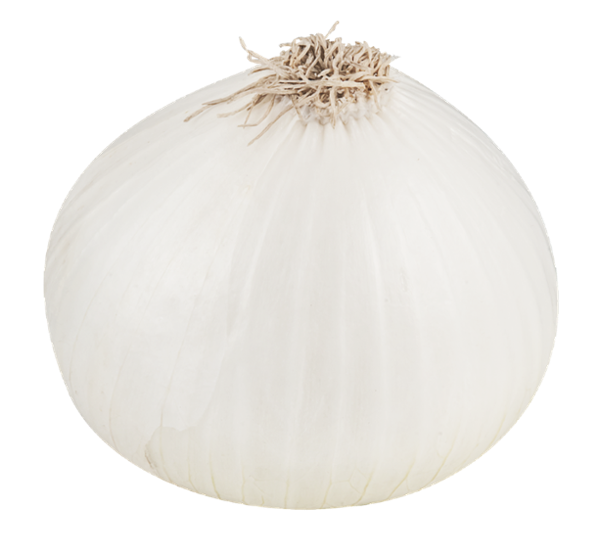 White Onion File Transparent PNG Image