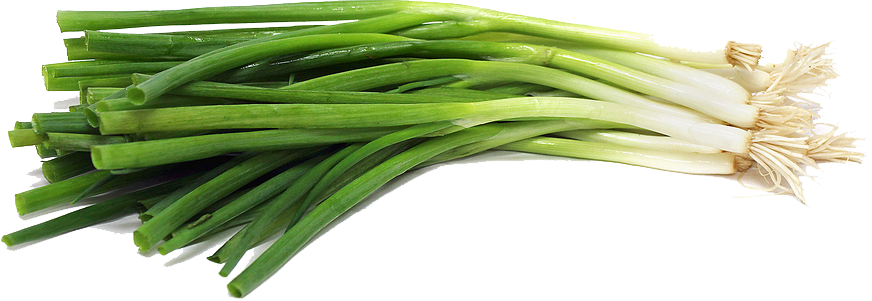 Green Onion File Transparent PNG Image