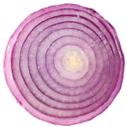 Onion Slice Image Transparent PNG Image