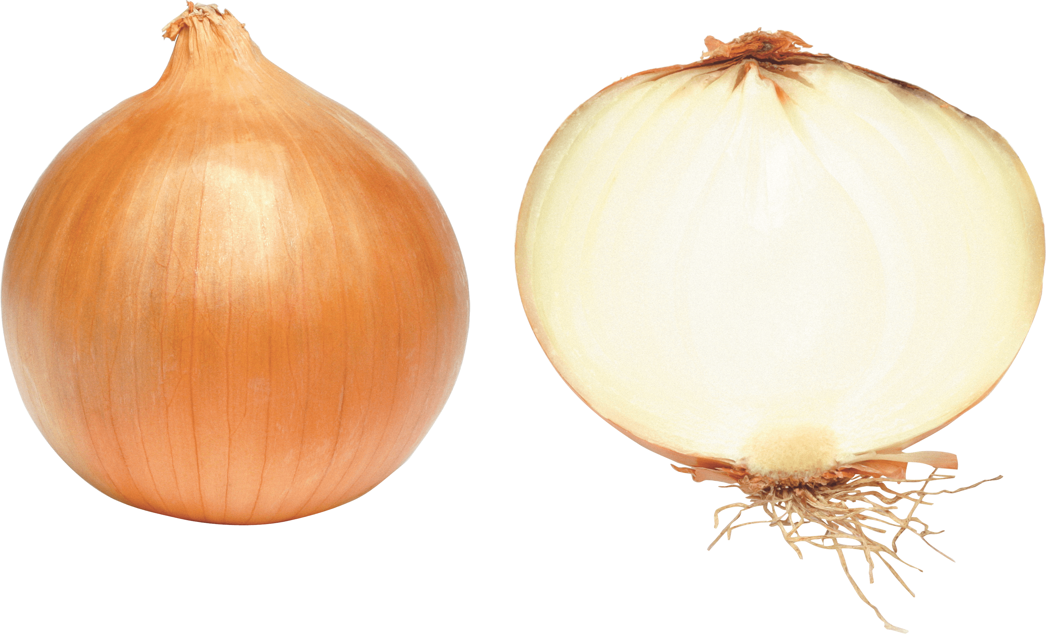 Onion Png Image Transparent PNG Image