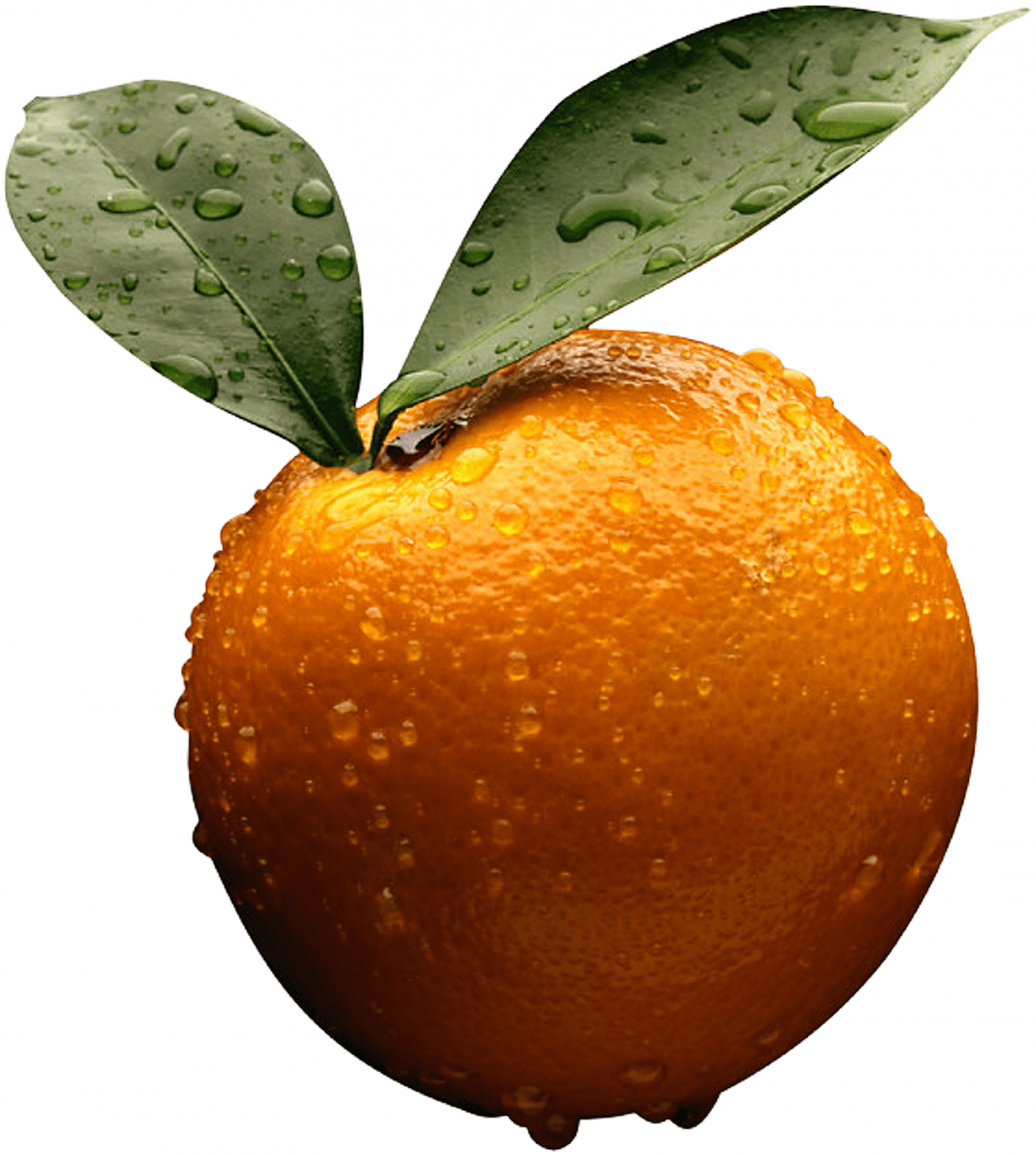 Orange Png Image Download Transparent PNG Image