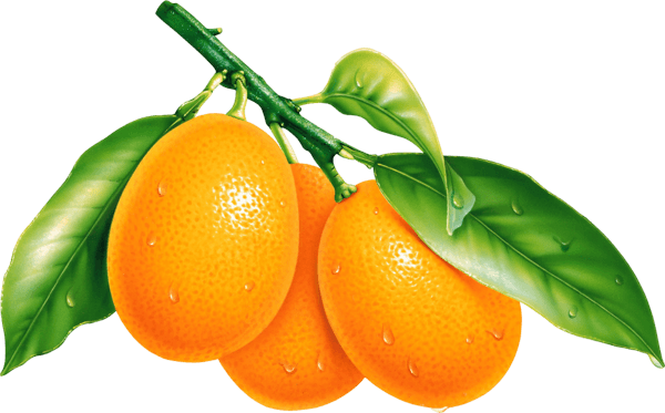 Oranges Orange Png Image Download Transparent PNG Image