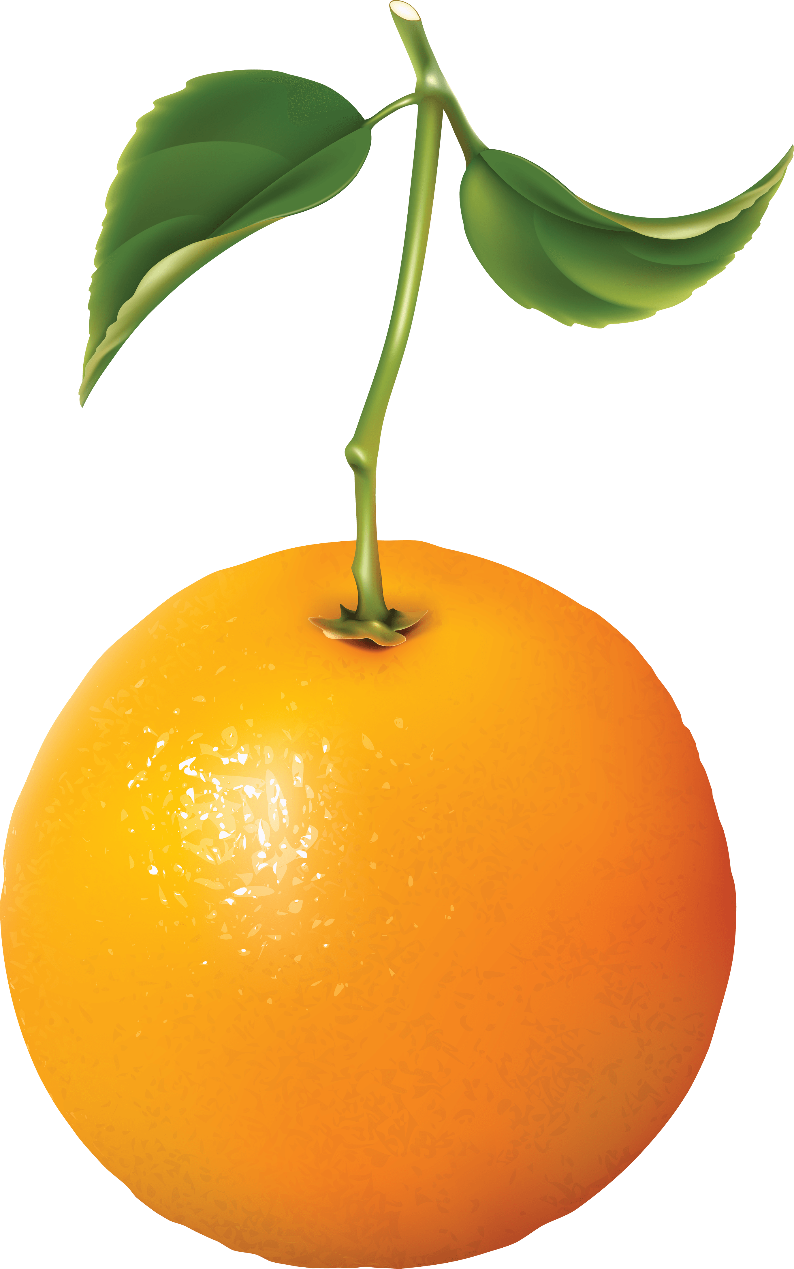 Orange Png Image Download Transparent PNG Image