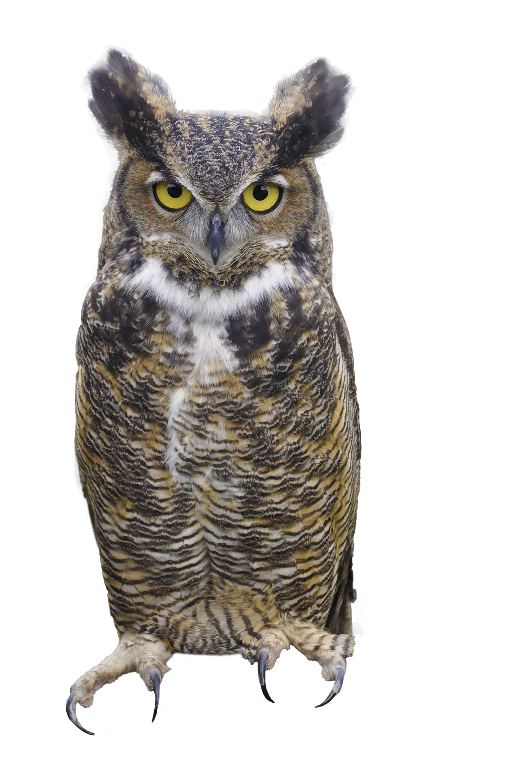 Owl Picture Transparent PNG Image