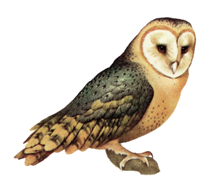 Owl High-Quality Png Transparent PNG Image