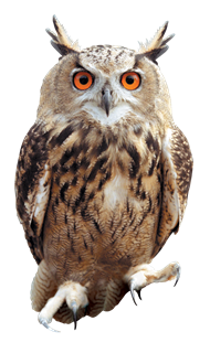 Owl Png Picture Transparent PNG Image