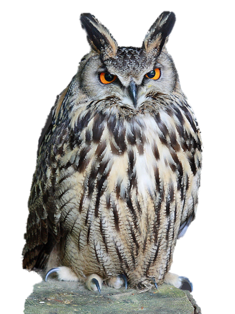 Owl Download Png Transparent PNG Image