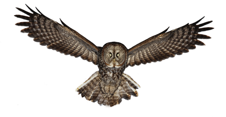 Owl Photos Transparent PNG Image