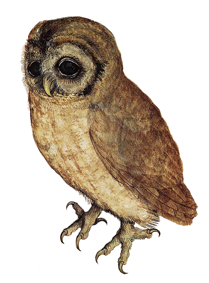 Owl Transparent Transparent PNG Image