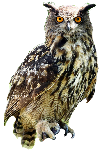 Owl Free Download Transparent PNG Image