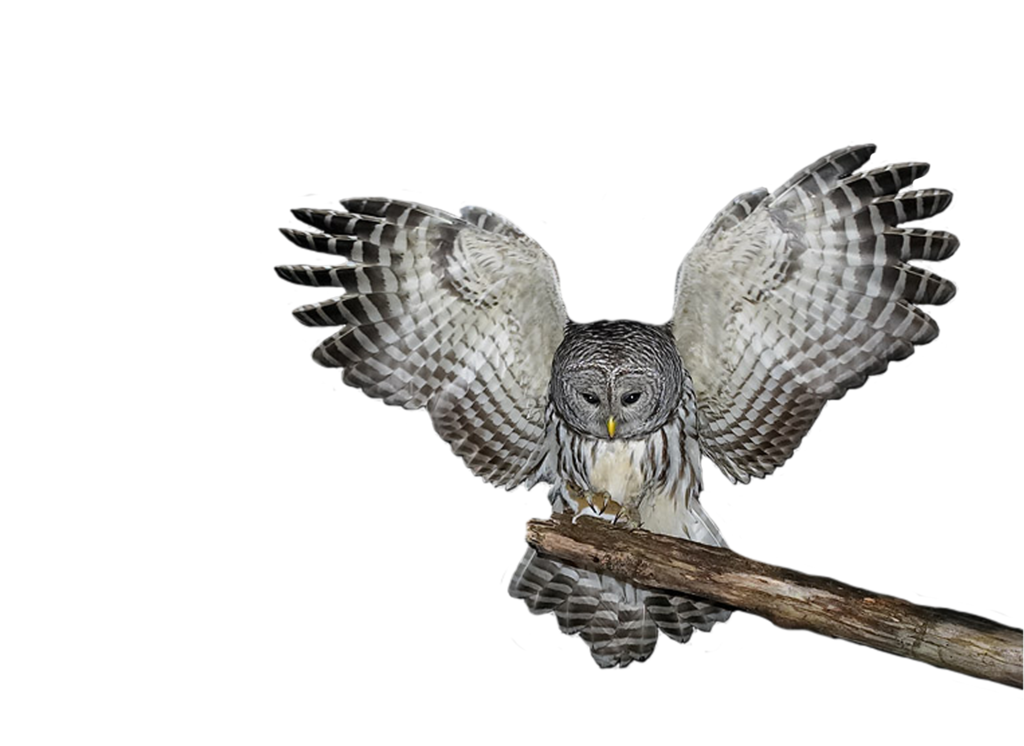 Owl Photo Transparent PNG Image