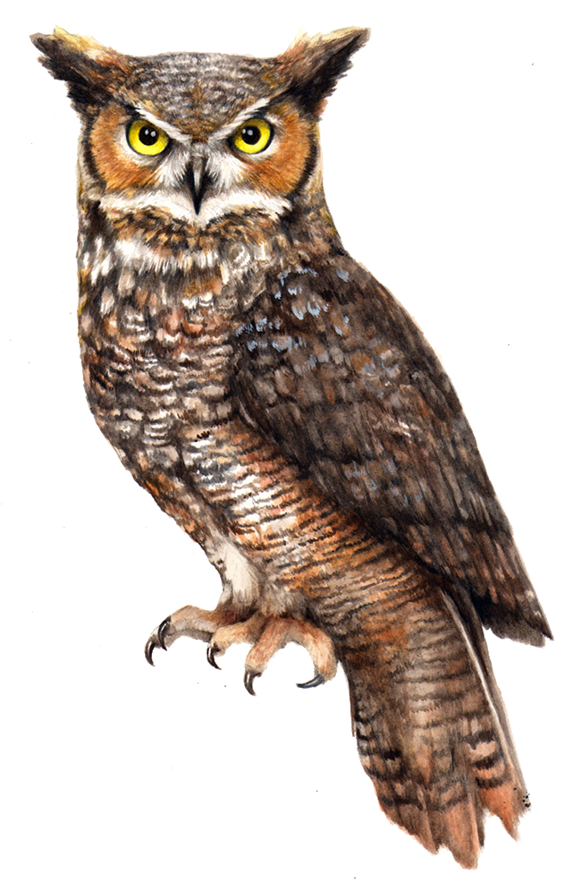 Owl File Transparent PNG Image