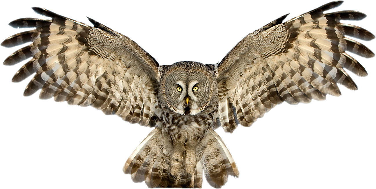 Owl Transparent PNG Image