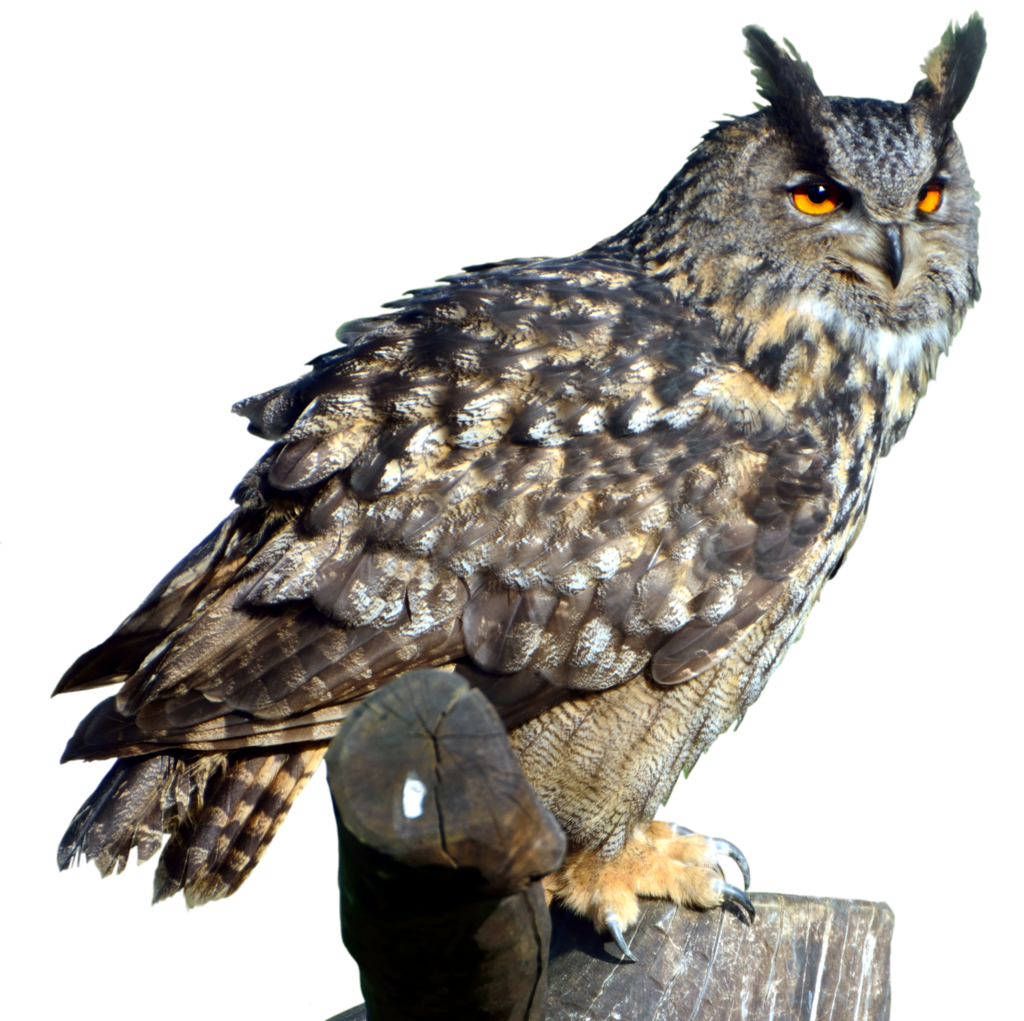 Owl Transparent Transparent PNG Image