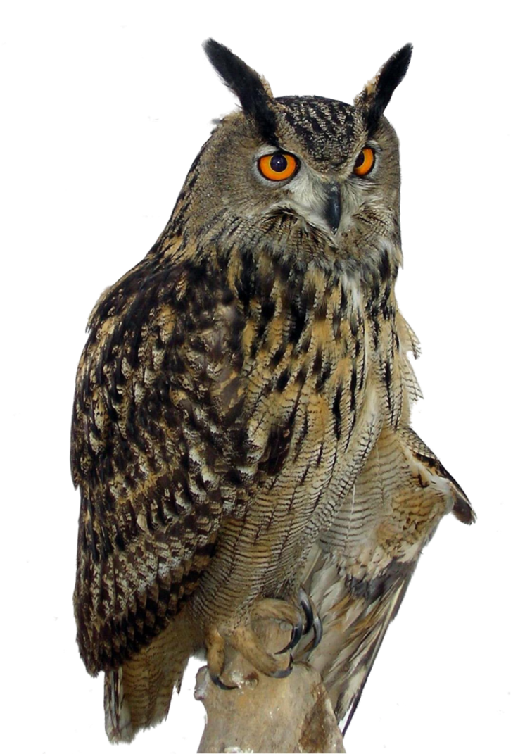 Owl Png Clipart Transparent PNG Image