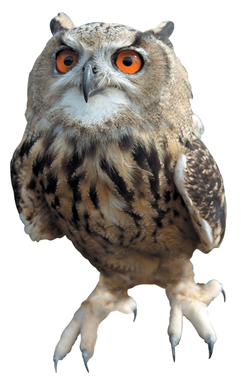 Owl Free Download Png Transparent PNG Image