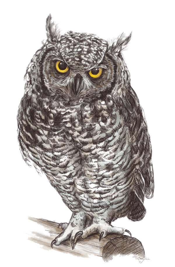 Owl Png Pic Transparent PNG Image