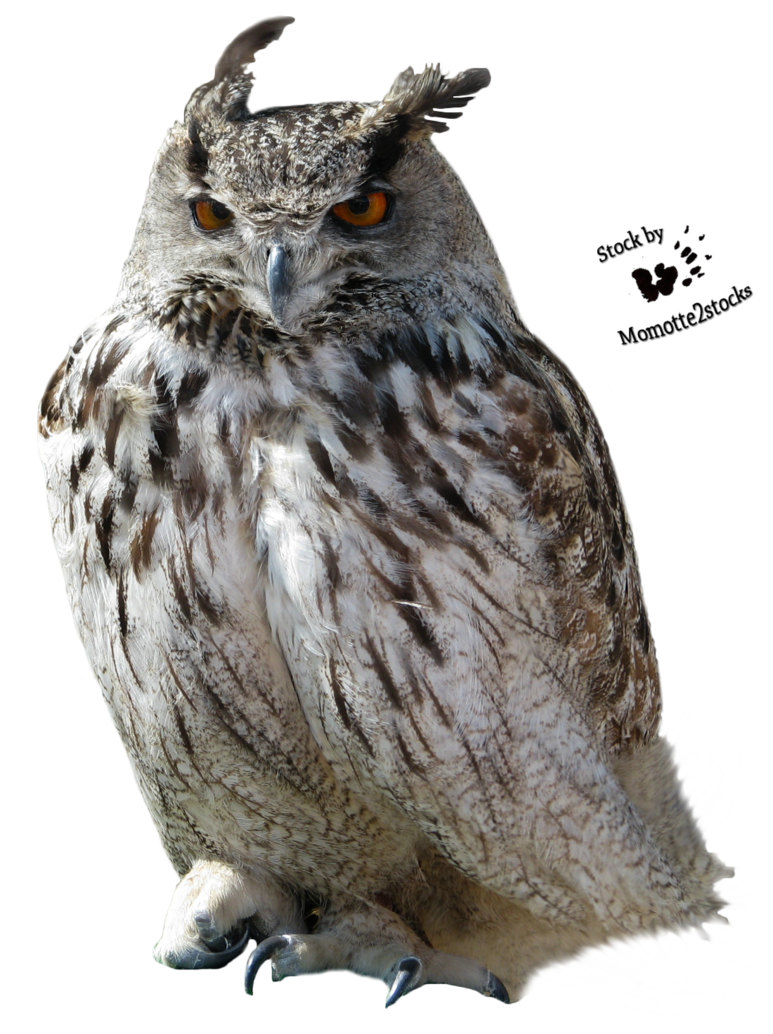 Owl Transparent Transparent PNG Image