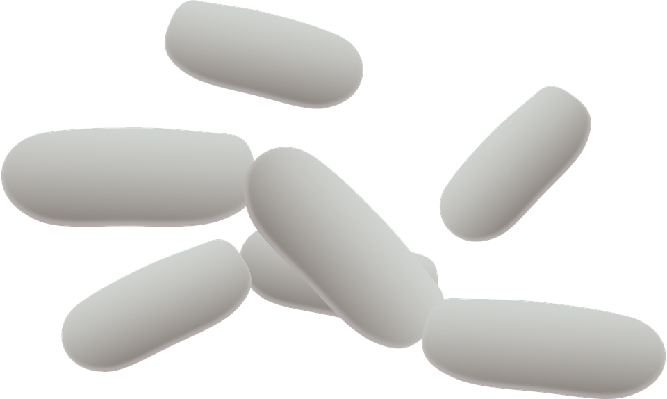 Bacteria Picture Free Photo PNG Transparent PNG Image