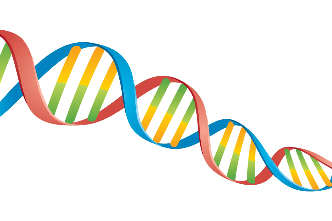 Dna Image PNG Free Photo Transparent PNG Image