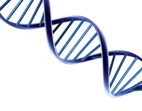 Dna PNG File HD Transparent PNG Image