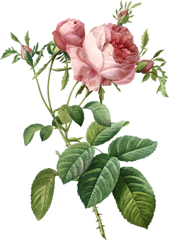 Roses Cabbage Flower Painting Rose Free Clipart HQ Transparent PNG Image