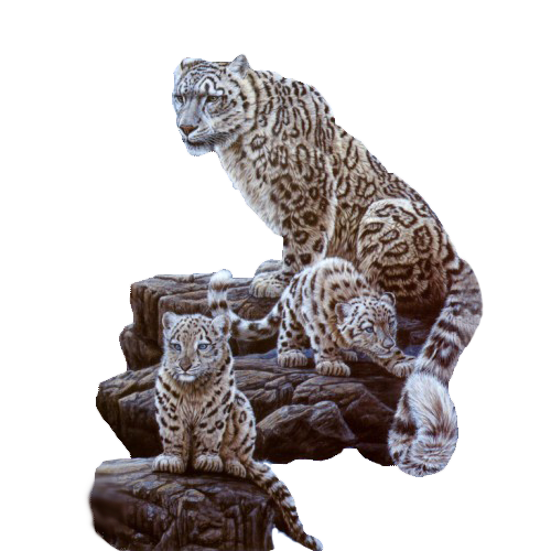 Tiger Fur Wildlife Leopard Cat PNG File HD Transparent PNG Image