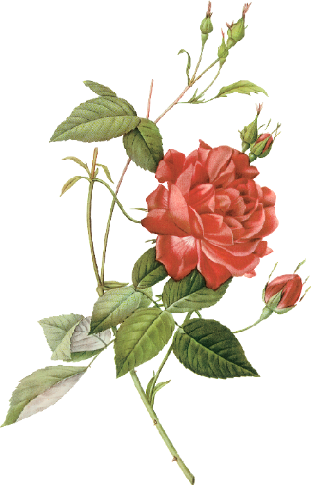 Plant Flower Rose Illustration Roses Les China Transparent PNG Image